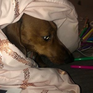 Meet your Posher, Grace